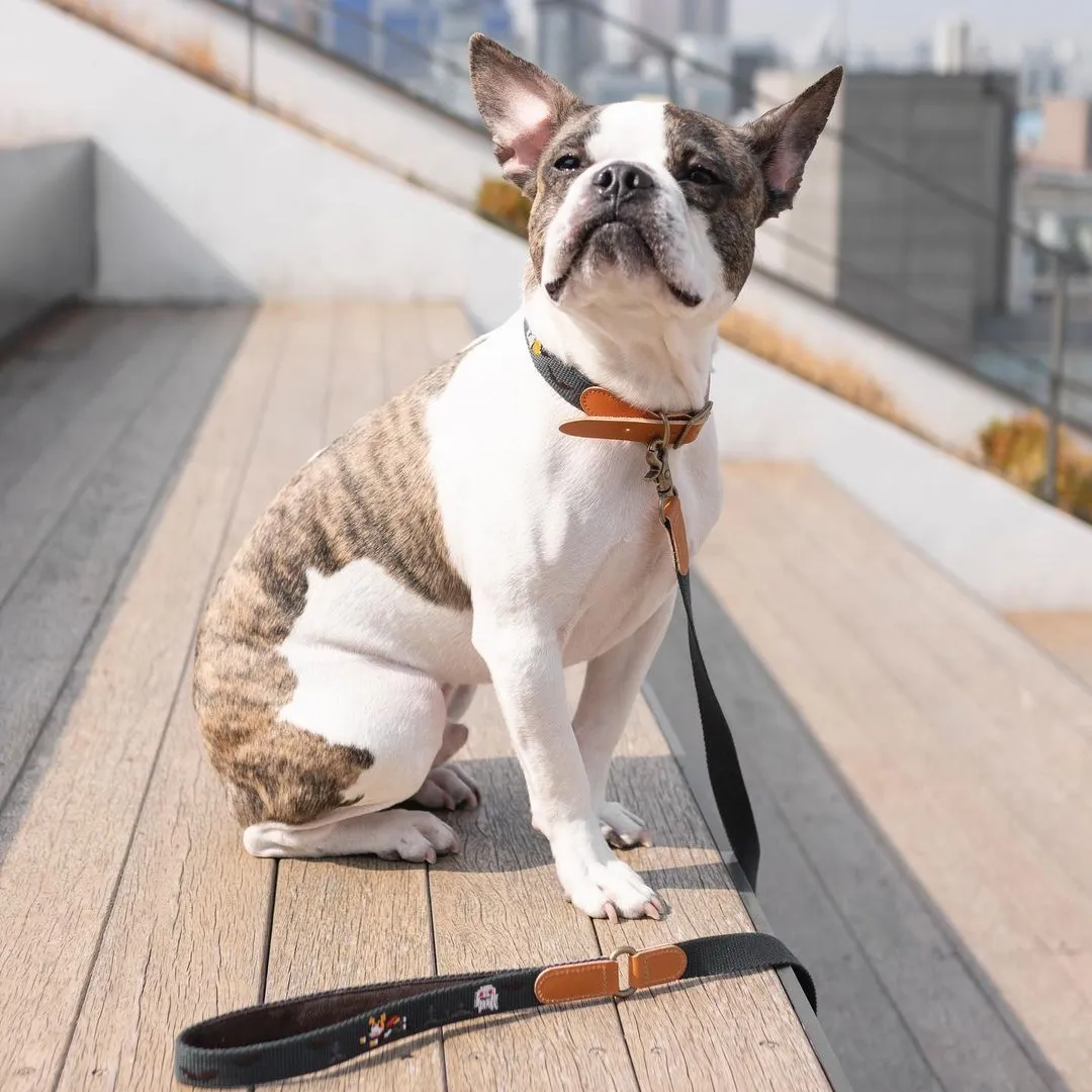 Adventure Leash Gotham