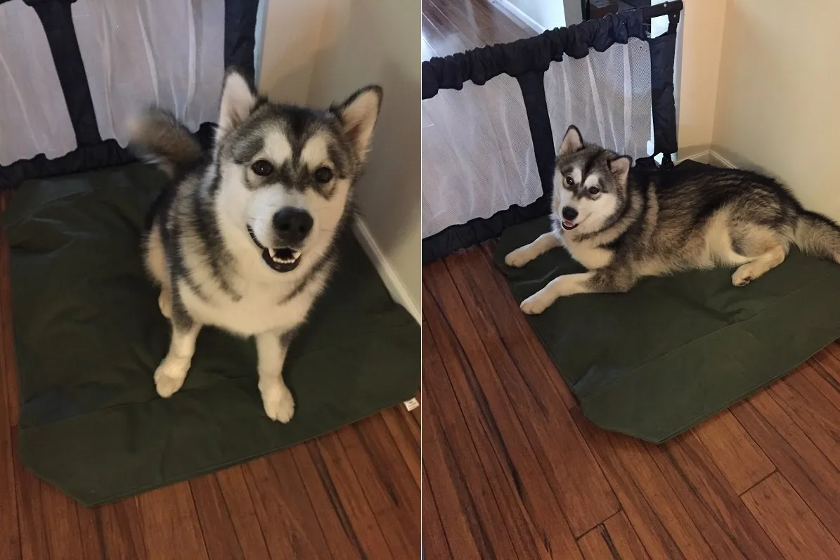 Dog Bed  Kevlar Super Tough Version