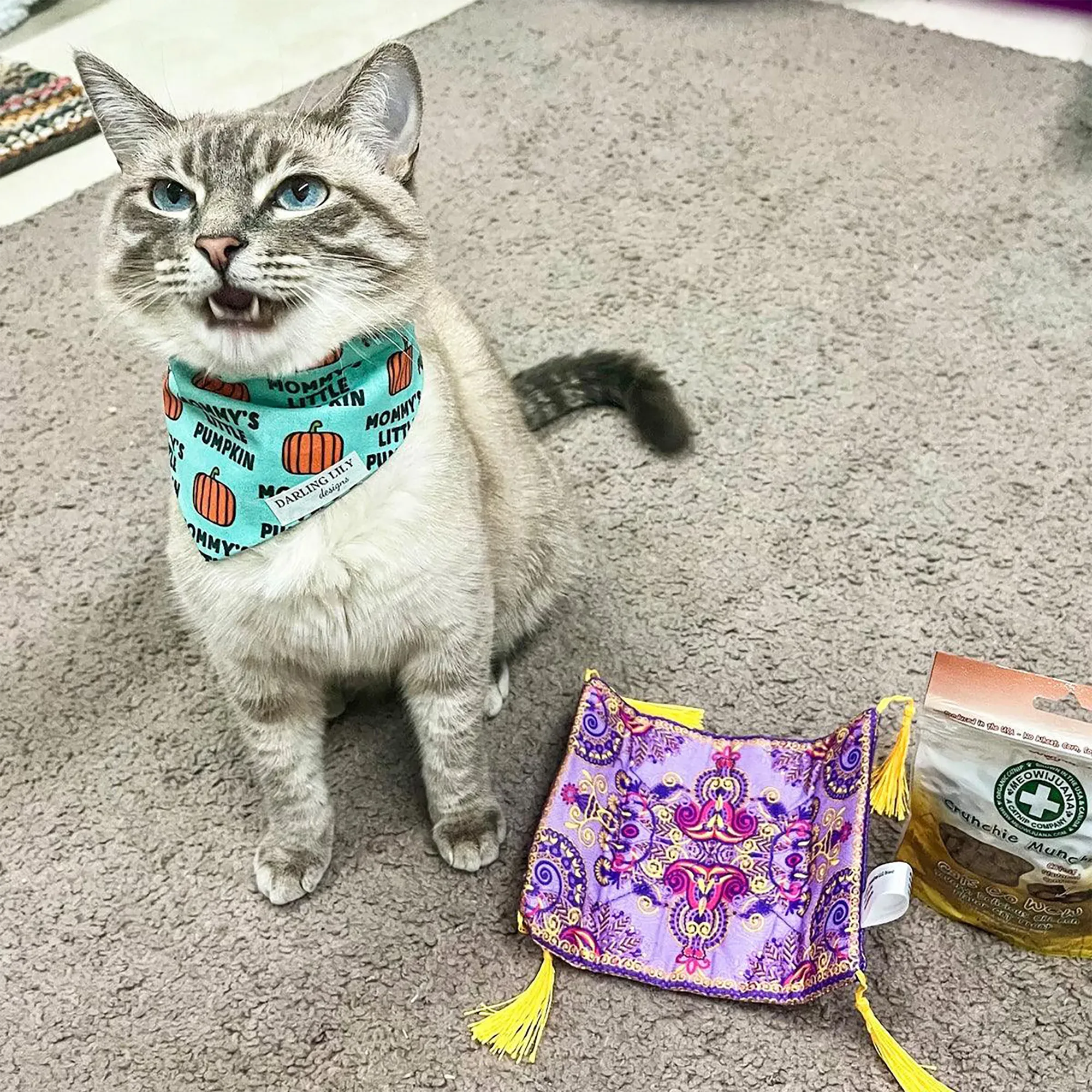 Get a Ride Magic Carpet Refillable Cat Toy