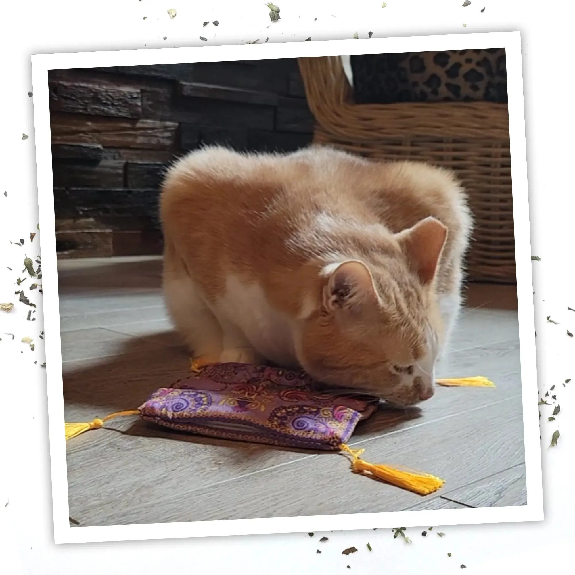Get a Ride Magic Carpet Refillable Cat Toy