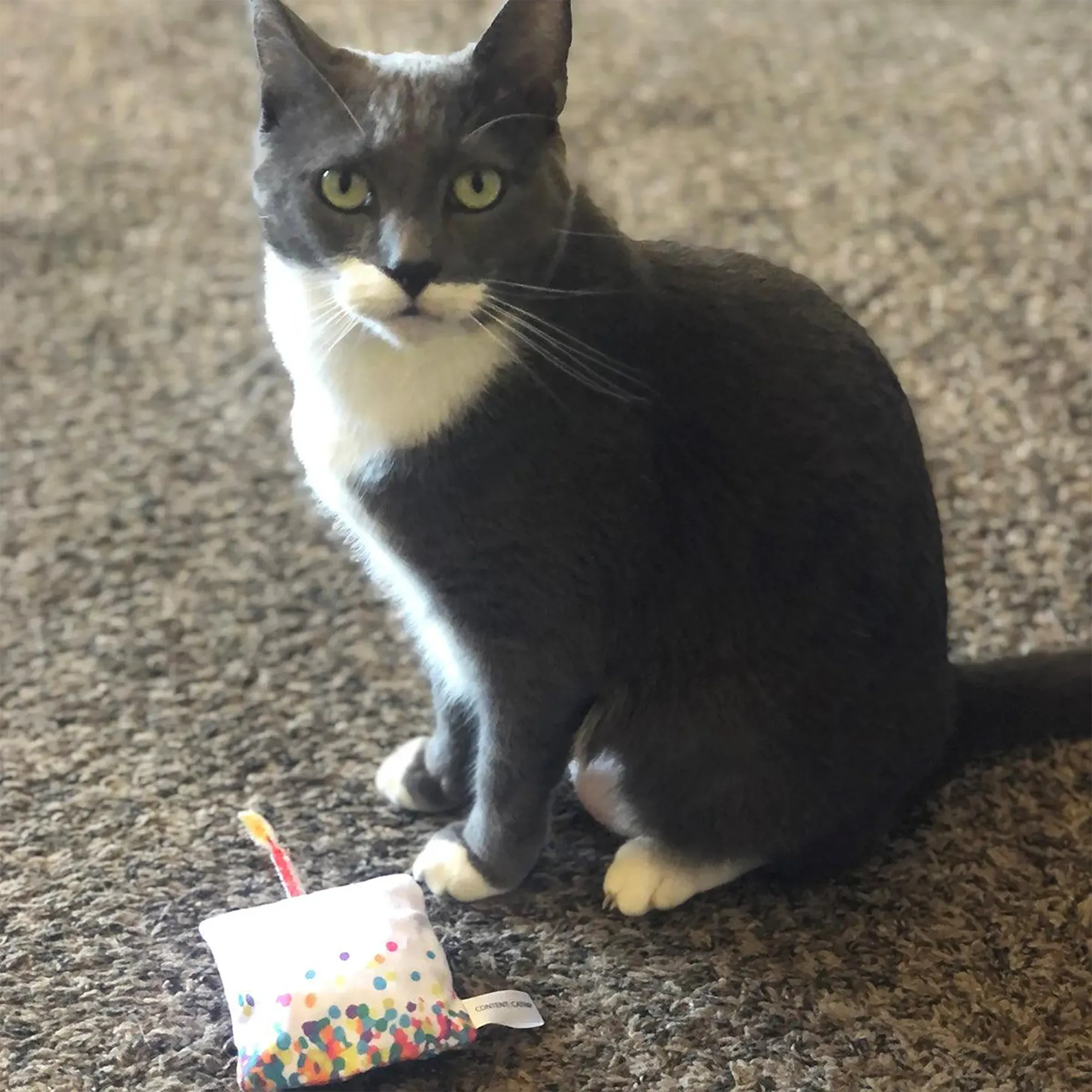 Get Lit Birthday Cake Refillable Cat Toy