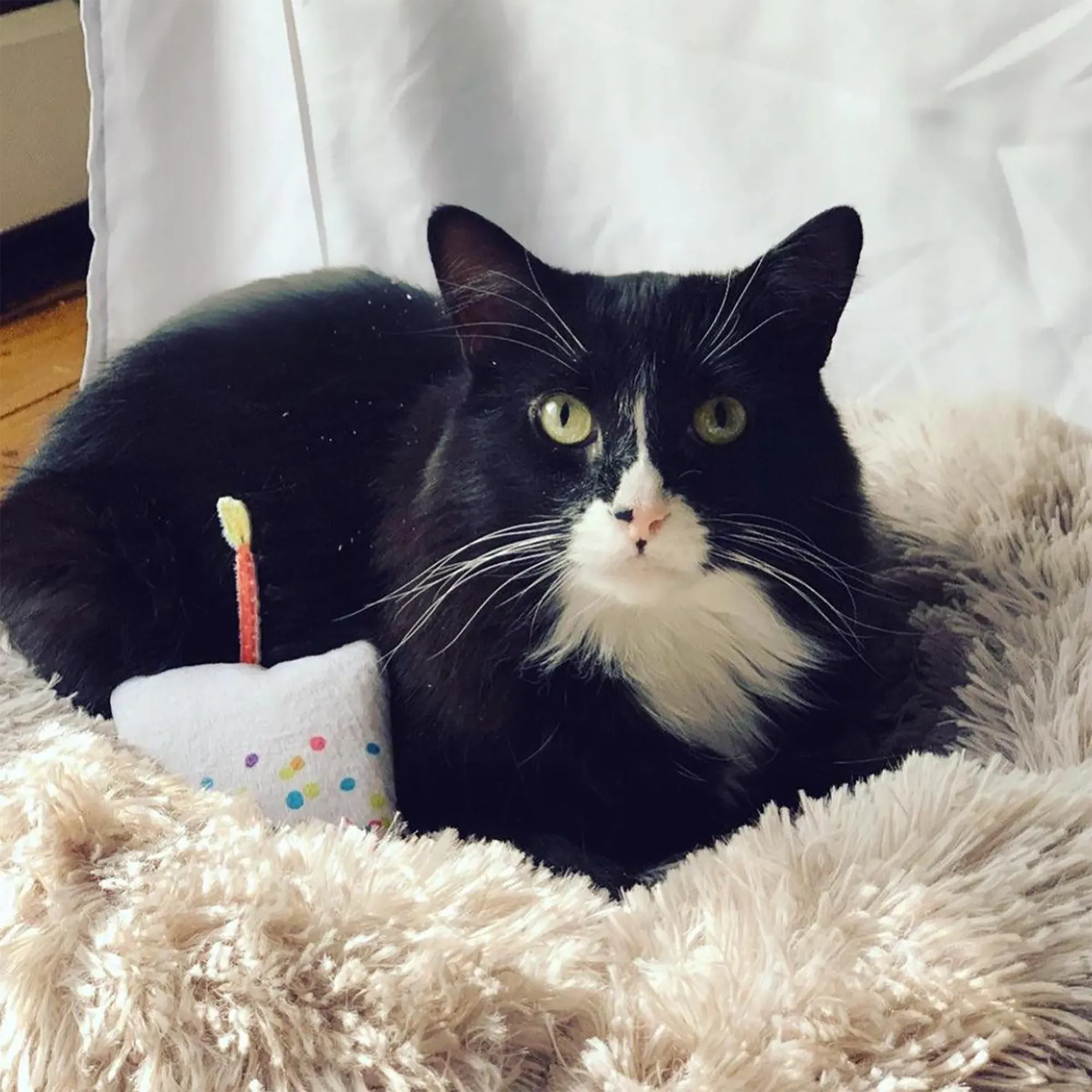 Get Lit Birthday Cake Refillable Cat Toy