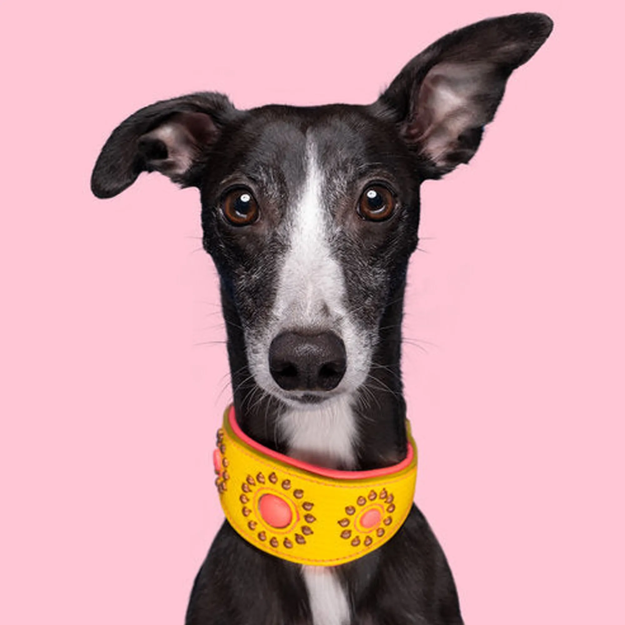 Jessy Collar Greyhound - Dog with a Mission