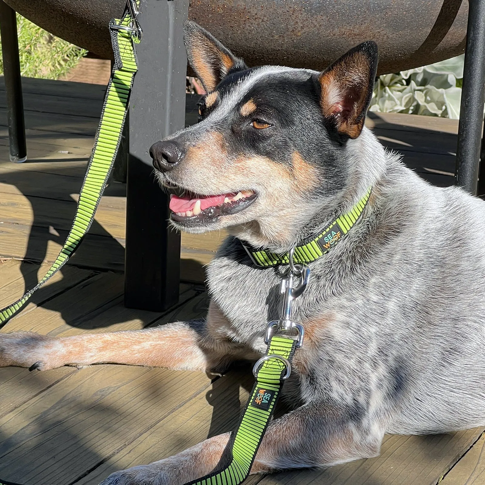 Seawoof Sturdy Dog Collar Silver/Black