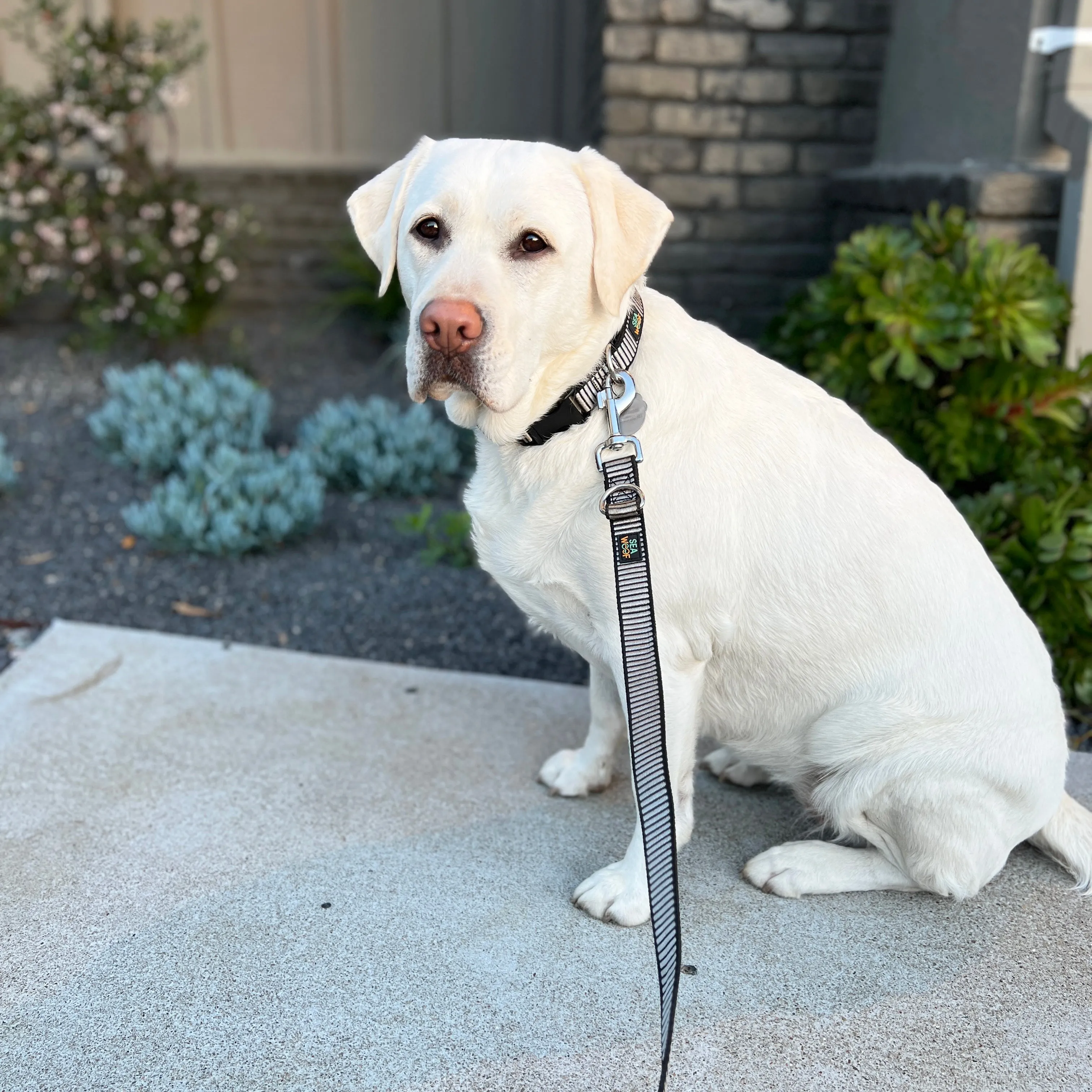 Seawoof Sturdy Dog Collar Silver/Black